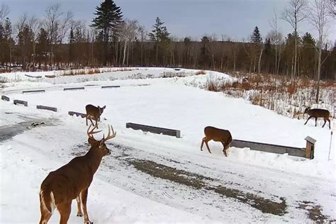 WATCH: Maine Deer Show Up Early For Suppah at the Pantry