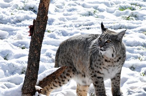 Bobcat In The Snow Free Stock Photo - Public Domain Pictures