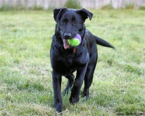 German Sheprador - A Fascinating Black Lab German Shepherd Mix