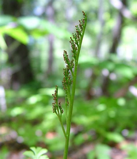 Botrychium lunaria (common moonwort): Go Botany