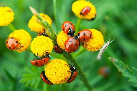 12 Beneficial Insects For Your Garden & How To Attract Them