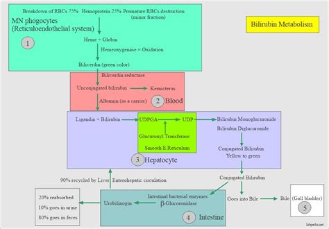 Gilbert's Syndrome, Signs/Symptoms and Diagnosis - Labpedia.net