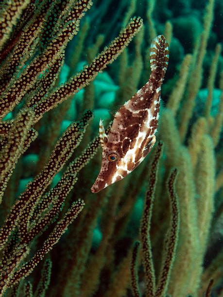 60+ Filefish Fish Reef Caribbean Sea Stock Photos, Pictures & Royalty ...