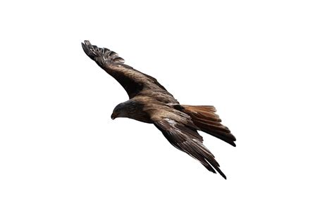 Hawk PNG Image - PurePNG | Free transparent CC0 PNG Image Library