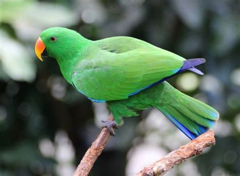 Q & A: “At what age is a pair of parrots ready to breed?” Parrots Daily News