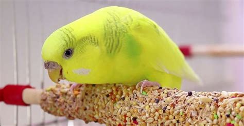 It is very important when it comes to choosing food for Budgie. Budgie food is the main thing ...