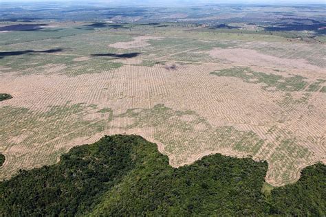 Deforestation Surges in Amazon As Brazil Fights COVID-19 | Earth.Org ...