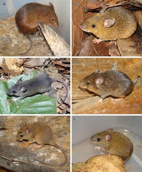 Species of rodents (Cricetidae) recorded at ESEC do Rio Acre and RESEX... | Download Scientific ...