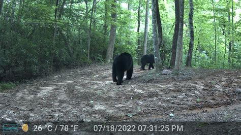 Black bear hunting | Archery Talk Forum