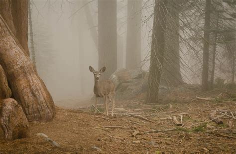 drag to resize or shift-drag to move Sequoia National Park, Animal Photography, North American ...