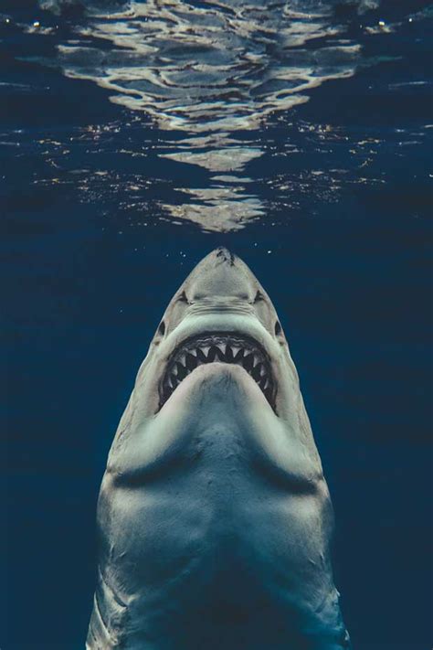 We spoke to the diver whose photo recreated the 'JAWS' movie poster ...