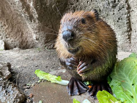 Featured Animals - Beaver - CMZoo