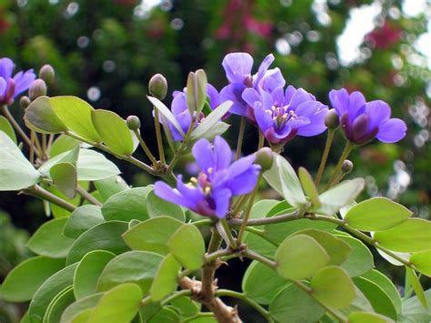 How Much Do you know About Lignum Vitae - Jamaica's National Flower - Jamaicans.com