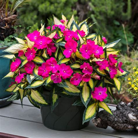 New Guinea Impatiens: A Colorful Option for Shade and Part-Shade Gardens | HGTV