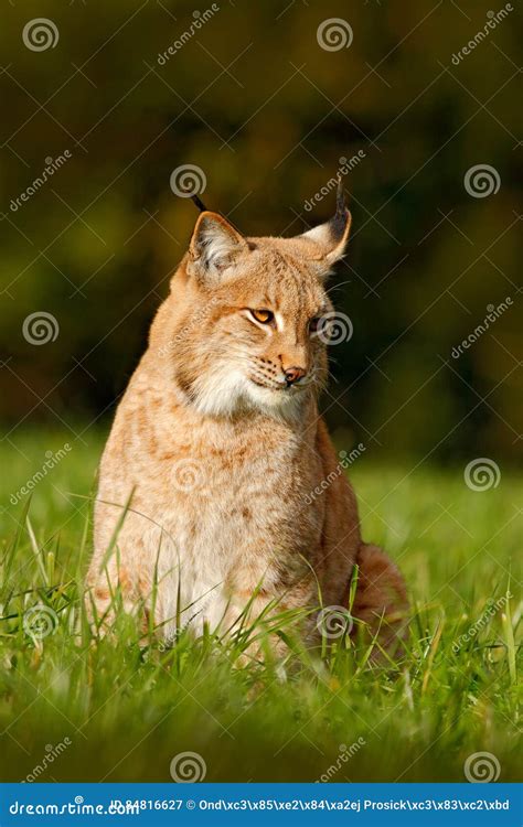 Wild Cat Lynx in the Nature Meadow Habitat. Eurasian Lynx in the Field, Hidden in the Grass ...