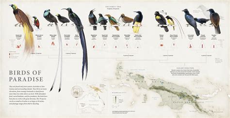 Bird of Paradise Symbolism & Meaning (+Totem, Spirit & Omens) - World Birds