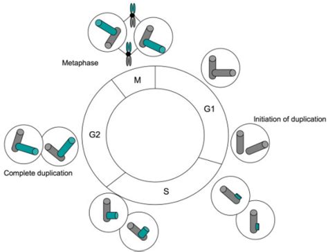 The centrosome duplication cycle. Adapted from [3, 14, | Open-i