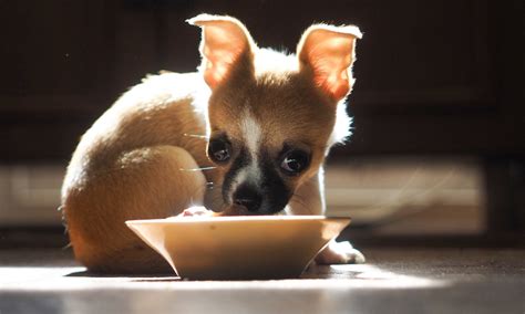 29+ What Food Do Chihuahua Eat Picture - Bleumoonproductions