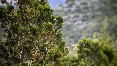 How to Grow Cedar Trees - Gardening Channel