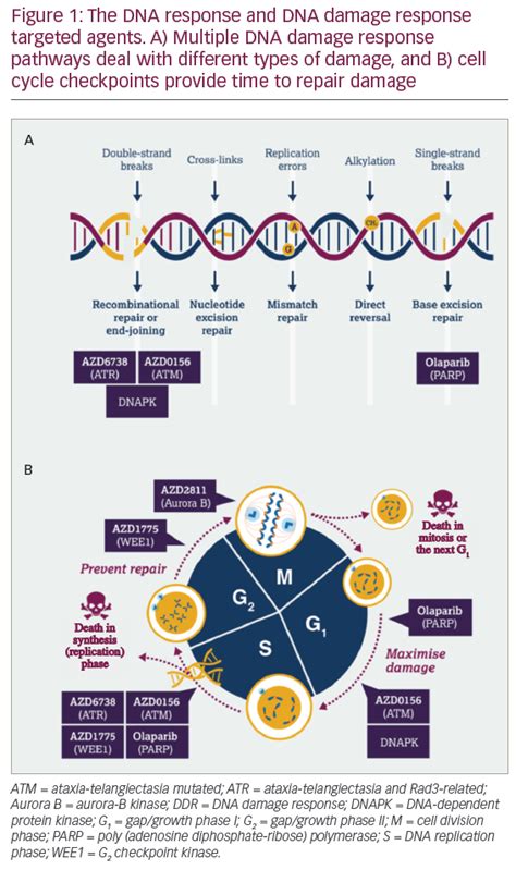 DNA Damage Response – An Emerging Target for Groundbreaking Cancer Therapies | touchONCOLOGY