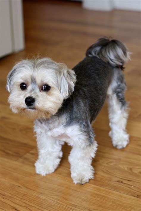 Morkie Dogs | All Puppies Pictures and Wallpapers | Morkie dogs, Dog grooming styles, Morkie puppies