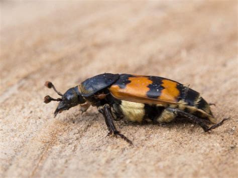 Burying Beetle – Identification, Life Cycle, Facts & Pictures