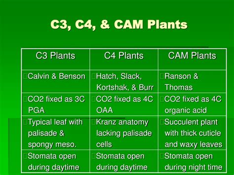 PPT - C3, C4, & CAM Photosynthesis PowerPoint Presentation, free download - ID:9513692