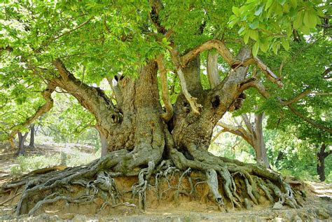 Old Chestnut Tree Photograph by Guido Montanes Castillo