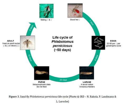 Sand fly Phlebotomus perniciosus life cycle (Photo © IRD – N. Rahola ...