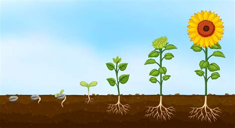 Diagram of plant growth stages 361796 Vector Art at Vecteezy