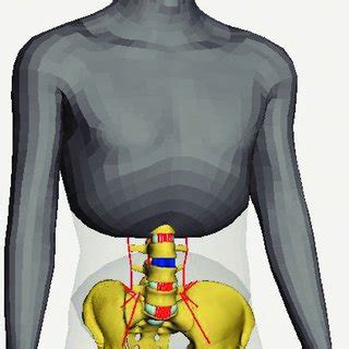 Simulation model of a person. | Download Scientific Diagram