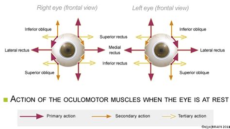 eye muscle chart - Google Search | Chiropractic School | Pinterest