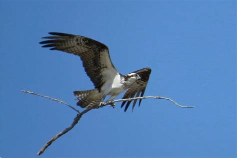 Osprey Nesting