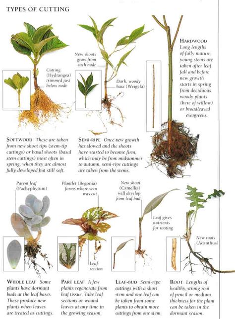 Free Plants from Easy Cuttings – Snip ‘n’ stick details