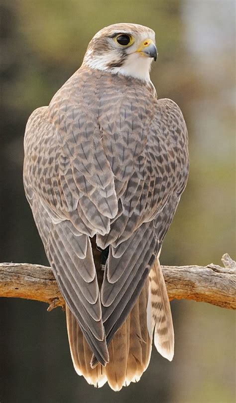 The Prairie Falcon (Falco mexicanus) is a medium-sized falcon of ...