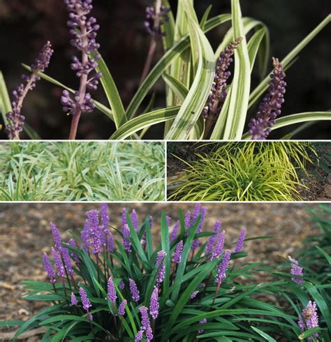 Multiple Varieties | Liriope - Lilyturf | Shades of Green Inc.