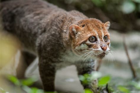 Most Endangered: 5 Wild Cat Species on the Brink