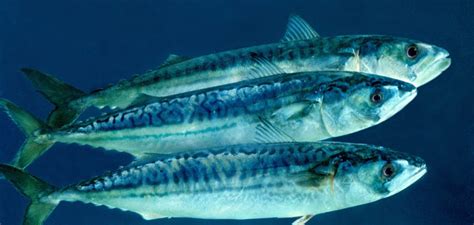 Atlantic Mackerel - SeaChoice