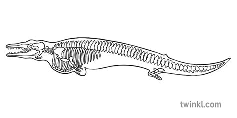 dorudon whale evolution skeleton animal science secondary bw rgb Illustration