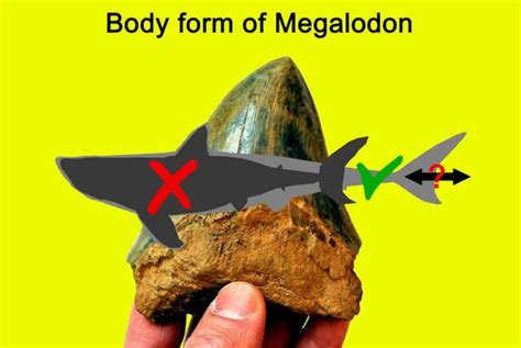 Megalodon Not As 'Mega' As Previously Thought