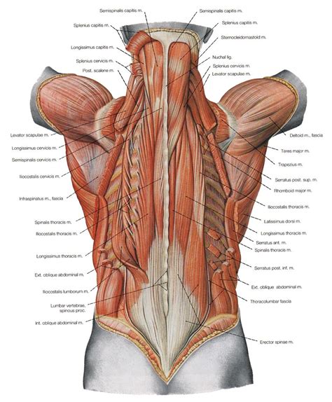 Anatomical Name Of Lower Back Muscles / The major muscle group that ...