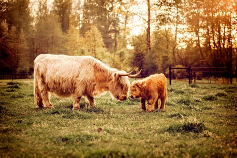 Mother and Baby Highland Cows - Etsy