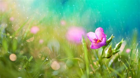 Spring Rain Wallpaper | Natures Wallpapers | Pinterest | Rain ...