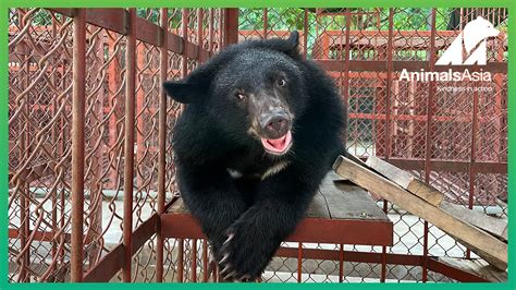 Rescued bear cub Wonder update