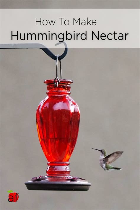 Hummingbird Nectar - Artzy Foodie