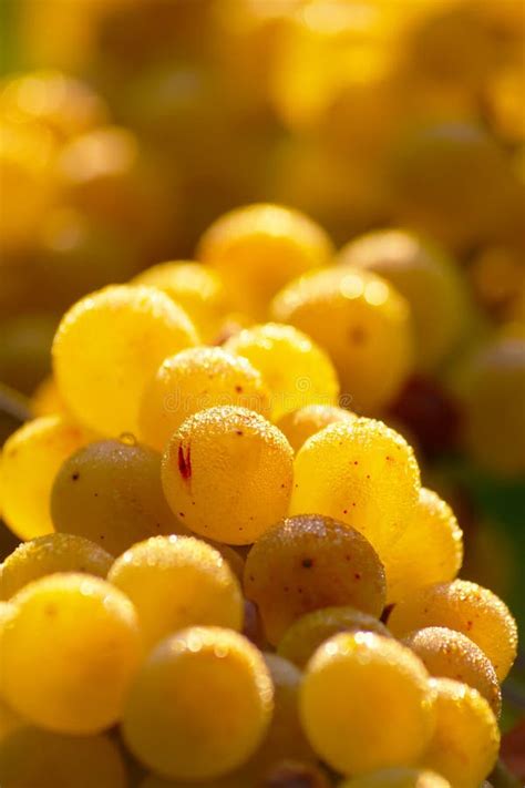 Yellow Wine Grape in Vineyard in Autumn Stock Photo - Image of tajerska, morning: 34634184