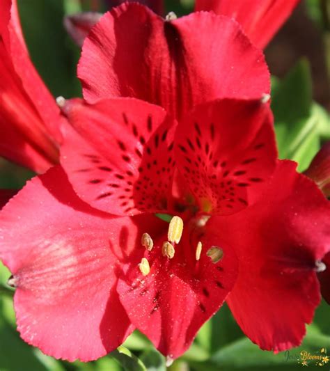 Alstroemeria cerise flower - Jowa Blooms | tel:0729003999