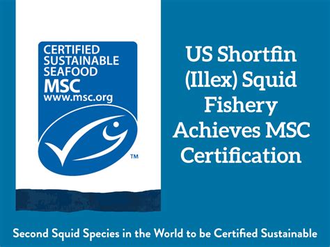 US Shortfin (Illex) Squid Fishery Achieves MSC Certification