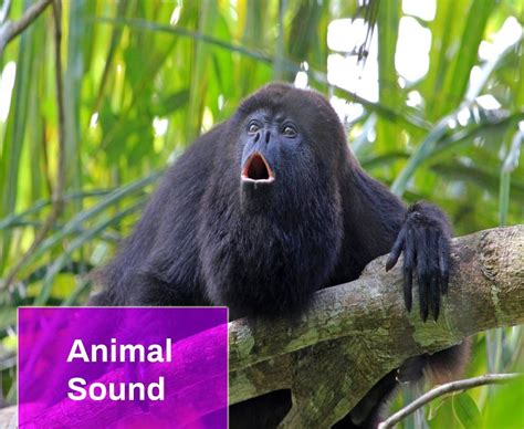 Howler Monkeys Sounds Free MP3 Download | Mingo Sounds