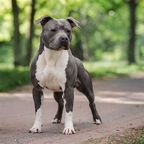 Amstaff: The Perfect Puppy Training Guide